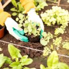 Borb Oasyst (133*80*60 cm) égetett magaságyás vakondhálóval