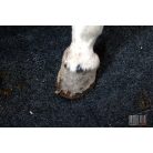 EquiFlex gumi istállópadló ST0 (Vastagság: 4 cm, Méret: 100X100 cm)