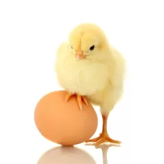Keltetőgép